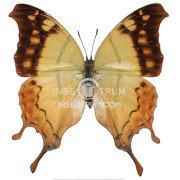 CHARAXES BETANIMENA